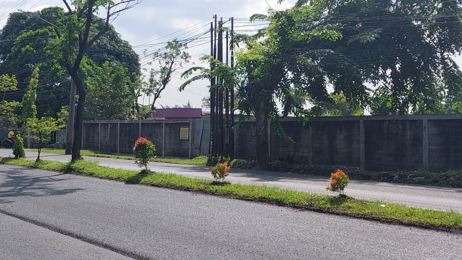 Tingkatkan Keindahan, Kel. Simpang Selayang Tanam Bibit Pucuk Merah Di Pulau Jalan